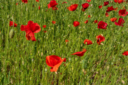 Bild-Nr: 12901196 Klatschmohn auf einem grünen Hügel Erstellt von: volker heide