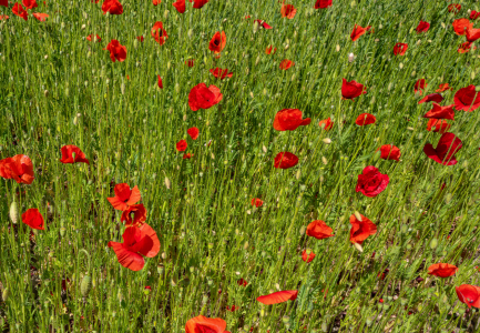 Bild-Nr: 12901197 blühender roter Klatschmohn auf einem Hügel Erstellt von: volker heide