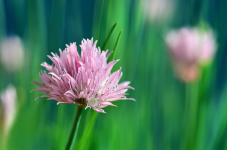 Bild-Nr: 12901267 Allium Erstellt von: Atteloi