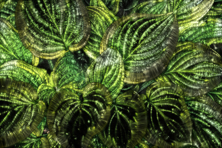 Bild-Nr: 12901610 Green Leaves Erstellt von: volker heide