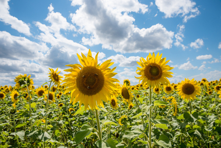Bild-Nr: 12902219 Sonnenblumenfeld Erstellt von: SusaZoom