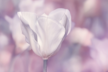 Bild-Nr: 12902313 Tulpe Erstellt von: Atteloi