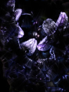 Bild-Nr: 12902815 Hyacinthus Erstellt von: volker heide