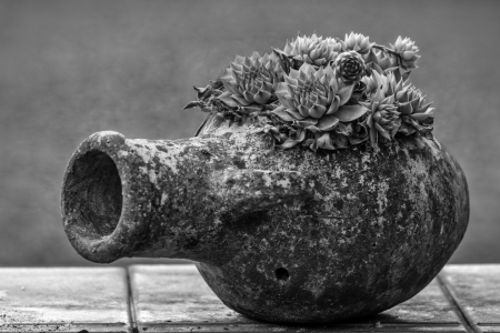 Bild-Nr: 12902913 Sempervivum in einer Amphore Erstellt von: volker heide