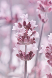 Bild-Nr: 12903204 Lavendel Erstellt von: Atteloi