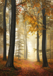 Bild-Nr: 12903291 Verträumte Waldlandschaft mit Nebel im Herbst Erstellt von: Smileus