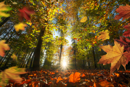 Bild-Nr: 12903453 Fallende bunte Herbstblätter vor Sonnenuntergang Erstellt von: Smileus