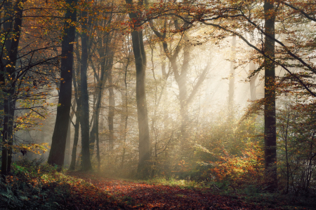Bild-Nr: 12903457 Schöne goldene Stimmung im nebligen Herbstwald Erstellt von: Smileus