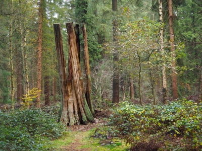 Bild-Nr: 12903780 Hohler Baum Erstellt von: Herbo