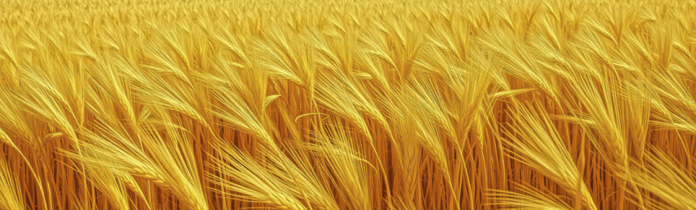 Bild-Nr: 12903836 Simply Kornfeld KI Erstellt von: XYRIUS