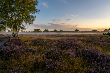 Bild-Nr: 12905180 morgengrauen in der Westruper Heide Erstellt von: volker heide