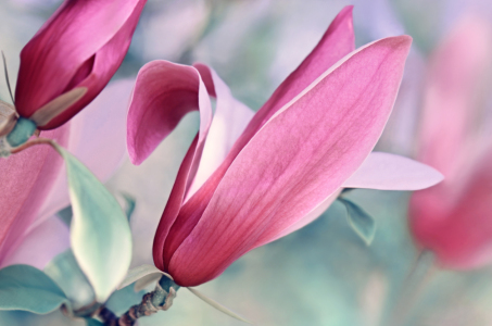 Bild-Nr: 12905213 Magnolie Erstellt von: Atteloi