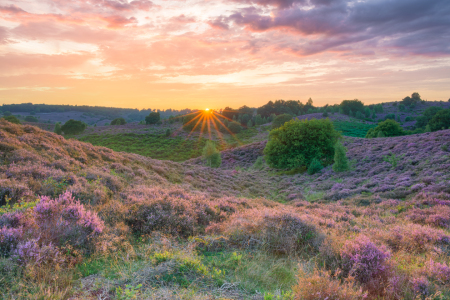 Bild-Nr: 12905341 Sonnenuntergang in der Heide Erstellt von: Michael Valjak