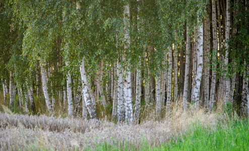 Bild-Nr: 12905356 Birkenwald Erstellt von: Gregor Handy