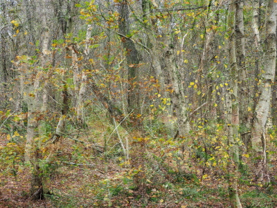 Bild-Nr: 12905435 Birkenwald Erstellt von: Herbo