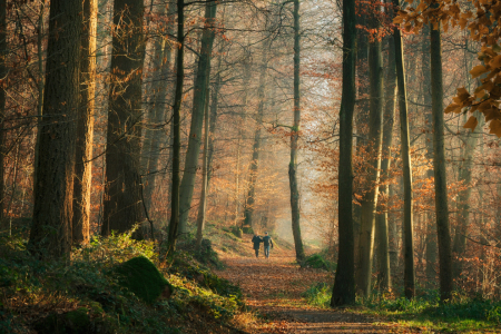 Bild-Nr: 12905460 Spaziergang an einem sonnigen Herbsttag im Wald Erstellt von: Smileus