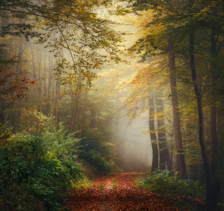 Bild-Nr: 12905579 Verträumte magische Stimmung im nebligen Wald Erstellt von: Smileus