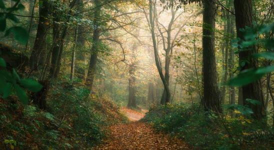 Bild-Nr: 12905783 Grünes und oranges Laub im nebligen Herbstwald Erstellt von: Smileus
