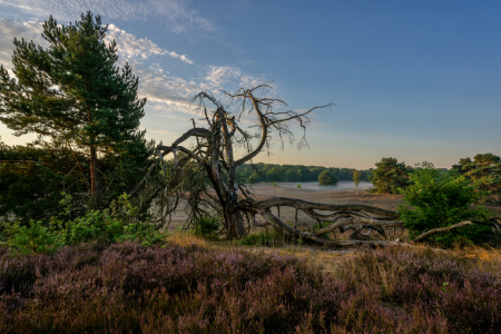 Bild-Nr: 12906264 Toter Baum in der Westruper Heide Erstellt von: volker heide