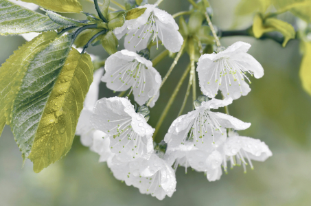 Bild-Nr: 12906286 Frühlingsblüten Erstellt von: Atteloi