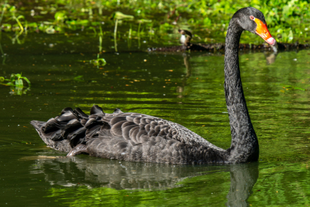 Bild-Nr: 12906460 Schwarzschwan auf einem See Erstellt von: volker heide