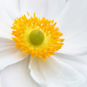 Bild-Nr: 12906660 Anemone Erstellt von: Atteloi