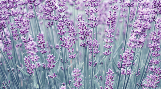 Bild-Nr: 12907138 Lavendel Erstellt von: Atteloi