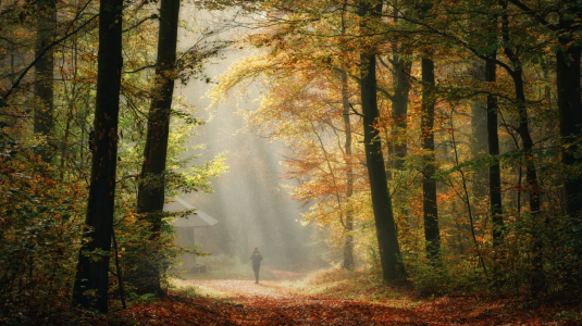 Bild-Nr: 12907182 Spaziergang im stimmungsvollen leuchtendem Wald  Erstellt von: Smileus