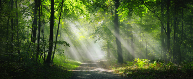 Bild-Nr: 12907355 Landschaftspanorama von Sonnenstrahlen im Wald  Erstellt von: Smileus