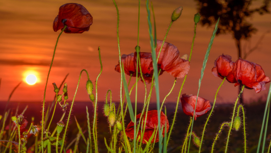 Bild-Nr: 12907489 Mohnblumen Erstellt von: Gregor Handy