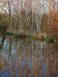 Bild-Nr: 12908235 Birkenspiegelung Erstellt von: Herbo