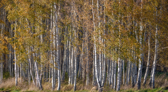Bild-Nr: 12908327 Birkenwald Erstellt von: Gregor Handy