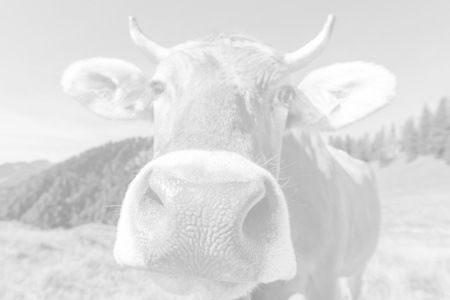 Bild-Nr: 12908890 Das Gesicht des Allgäu Erstellt von: Walter G. Allgöwer