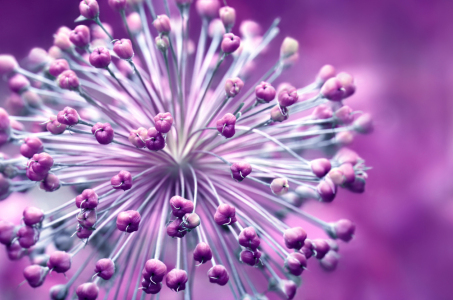 Bild-Nr: 12908896 Allium Erstellt von: Atteloi