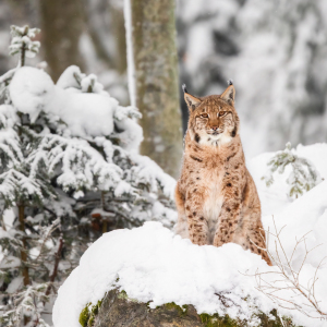 Bild-Nr: 12909113 Luchs im Schnee Erstellt von: Daniela Beyer