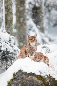 Bild-Nr: 12909114 Zwei Luchse im Schnee Erstellt von: Daniela Beyer