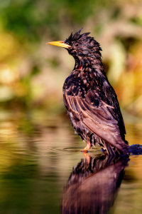 Bild-Nr: 12909765 Star Erstellt von: DirkR