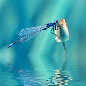 Bild-Nr: 12909909 Libelle Erstellt von: Atteloi