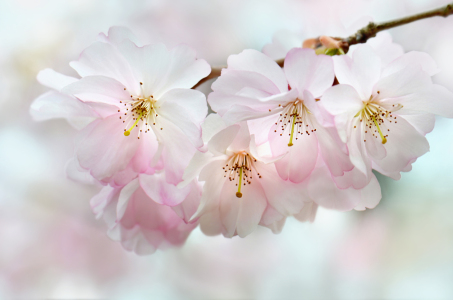 Bild-Nr: 12910109 Frühling Erstellt von: Atteloi