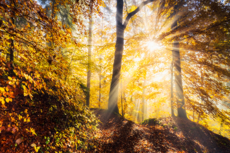 Bild-Nr: 12910426 Herbstwaldleuchten Erstellt von: Daniela Beyer