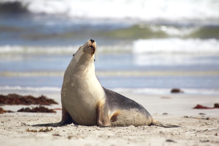 Bild-Nr: 12910681 Australischer Seelöwe Erstellt von: DirkR