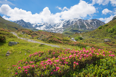 Bild-Nr: 12910935 Alpenrosen am Dürrboden Dischmatal Schweiz Erstellt von: SusaZoom