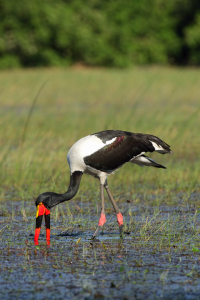 Bild-Nr: 12910942 Sattelstorch Erstellt von: DirkR
