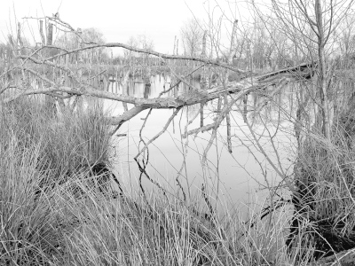 Bild-Nr: 12911344 Im Moor Erstellt von: Herbo