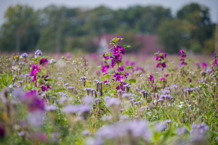 Bild-Nr: 12911522 Herbstblüten Artenvielfalt Erstellt von: Tanja Riedel
