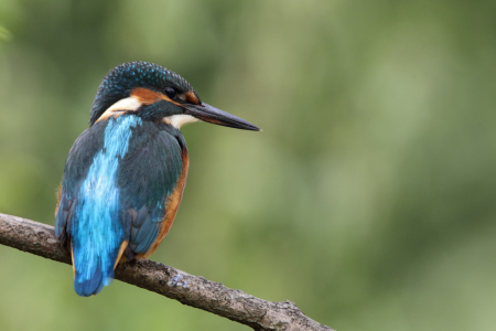 Bild-Nr: 12911528 Eisvogel Erstellt von: DirkR