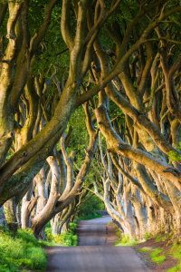 Bild-Nr: 12911807 Dark Hedges im Frühling Erstellt von: Daniela Beyer