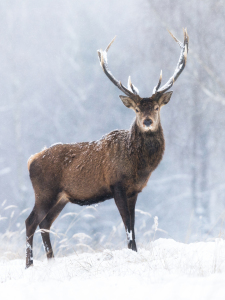 Bild-Nr: 12911944 Ein stolzer Hirsch im Schneetreiben Erstellt von: Daniela Beyer