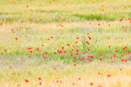 Bild-Nr: 12912145 Mohn im Getreidefeld Erstellt von: Daniela Beyer