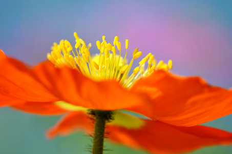 Bild-Nr: 12912172 Mohnblume Erstellt von: Atteloi
